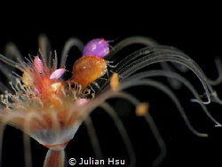 Amphipods Family
@Tulamben by Julian Hsu 